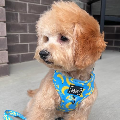 Farfle Palooza Profile