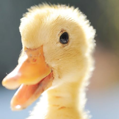 Eli the Computer Guy Profile