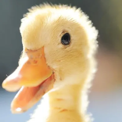 Eli the Computer Guy