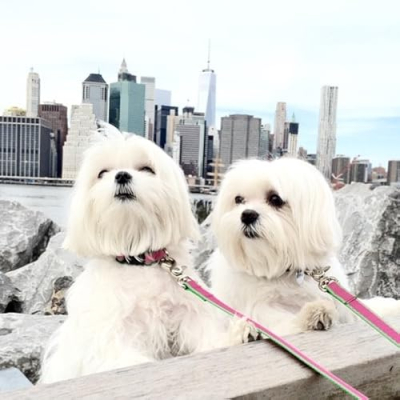 Kylie Bear & Khloe Profile