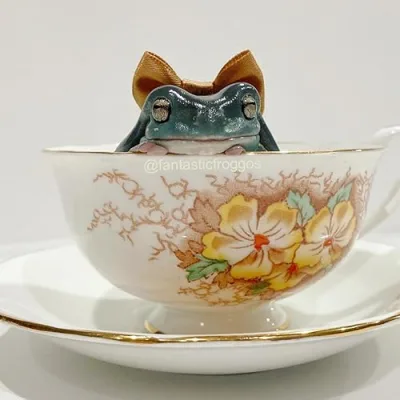 Fantastic Froggos Recommendations