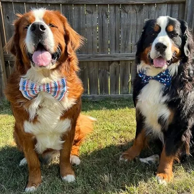 The Berner Boys