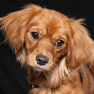 Winnie The Mini Golden Retriever Profile