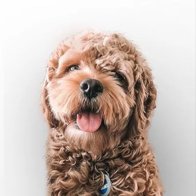 Kona The Cockapoo