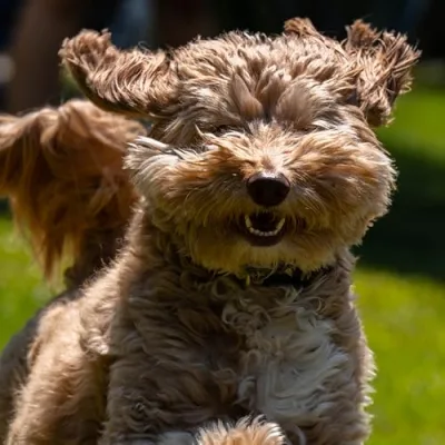 Rylee the Mini Goldendoodle