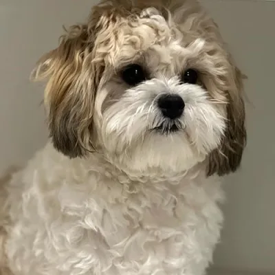 Ollie and Bozo- The Maltese and Shichon Dog