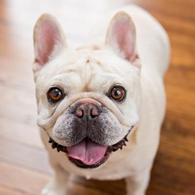 Cashew The Frenchie Profile