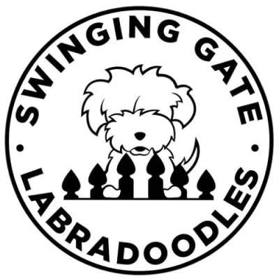 Swinging Gate Labradoodles