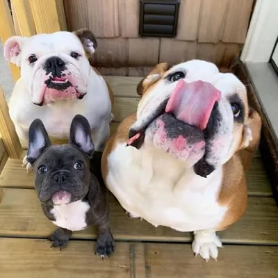 Baby Howard's Buddies