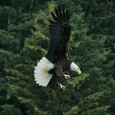 EAGLES DOMAIN UNIQUE FINDS