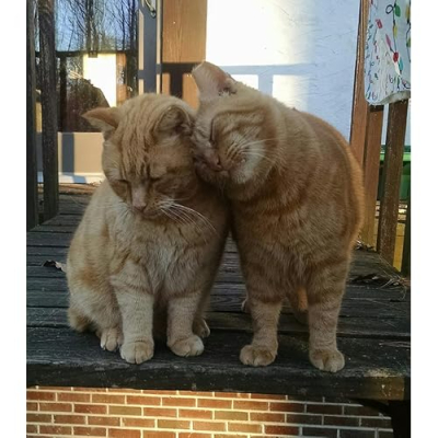 Cats And Pats Profile