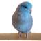 Wolfie the Parrotlet @littlewolfiebird Profile