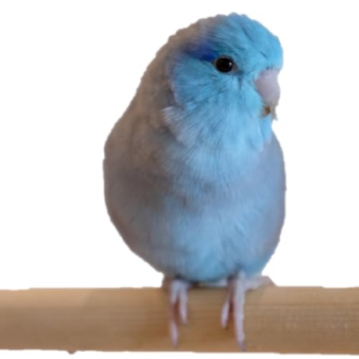 Wolfie the Parrotlet @littlewolfiebird Profile