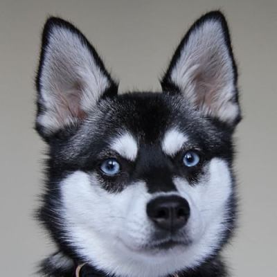 Life With Klee Kai Profile