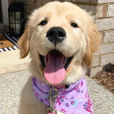 Pearl The Golden Girl | Useful Items for Pet Owners!