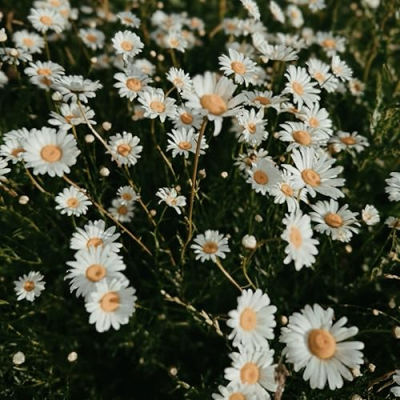 meticulousmessymom Profile