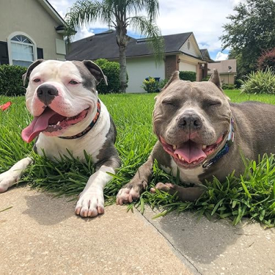 Noah & Lincoln's Best Items Profile