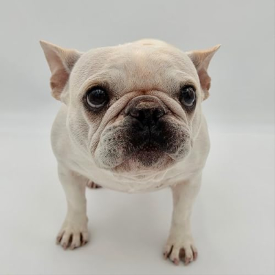 Lone Star Dog Ranch Profile