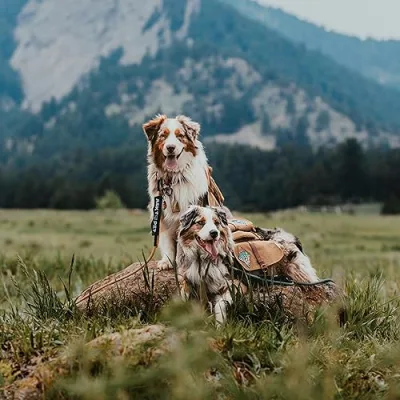 Toni + Apollo & Ares | East Coast Adventure Aussies