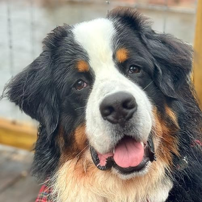 Riggie the Berner Profile