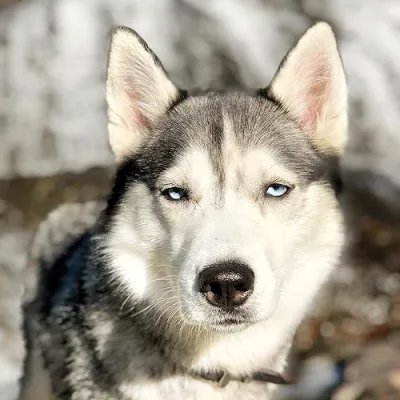 Noble Woof Dog Trainer Secrets