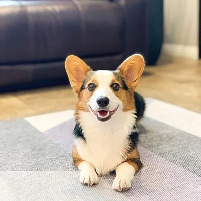 Chunk the Corgi