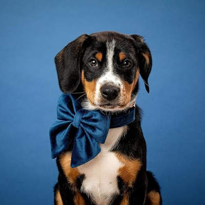 Atlas & Aurora | The Entlebuchers Profile