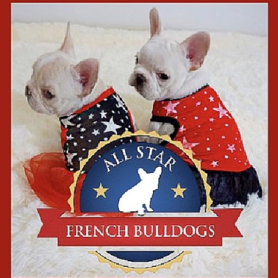 All Star French Bulldogs Profile