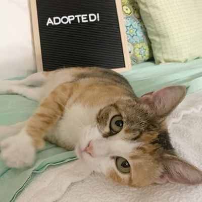 Denver Kittens Profile