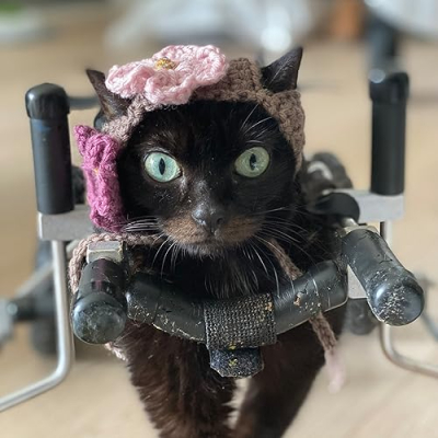 Brutiss The CH Cat's Product Recommendations! Profile