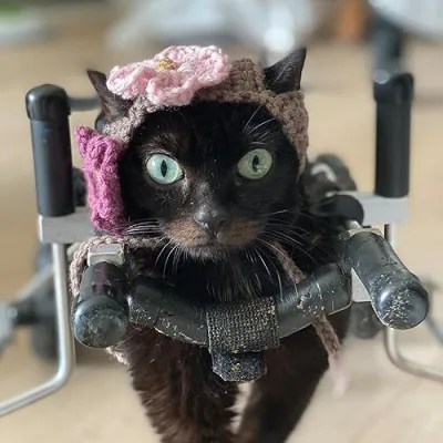 Brutiss The CH Cat's Product Recommendations!