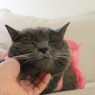 Lulu the Cat & Rashel Profile