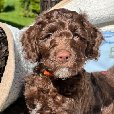 Forever Family Doodles Profile