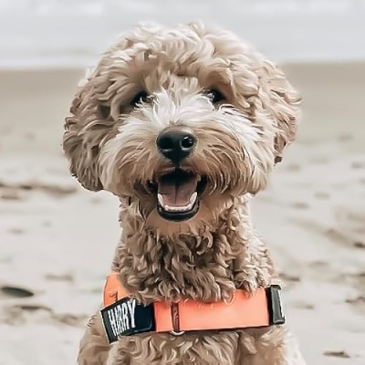 Harry Pupper Profile