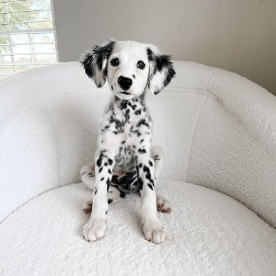 The Poky Puppy Profile