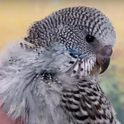 Bird and Beyond Profile