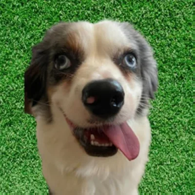 Rigatoni, the nervous Mini Aussie