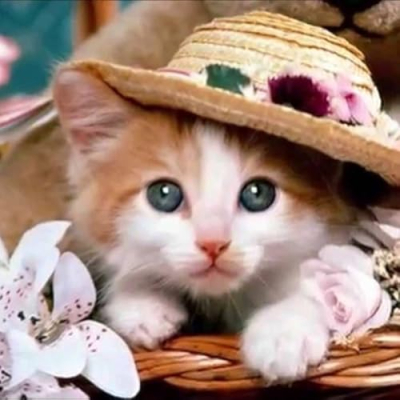 Cat Lovers World Profile