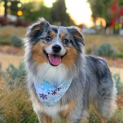 Tesla the Mini Aussie Profile