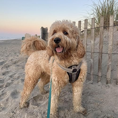 Buddy's Favorite Products Profile