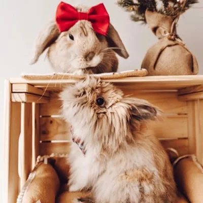 Roo + Linus' Amazon Favourites!