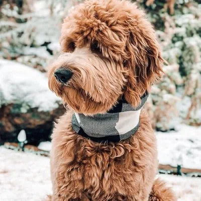 🅢🅣🅔🅥🅘🅔 🅖 тнє ∂σσ∂