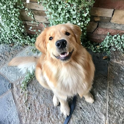 Napa the Golden Profile