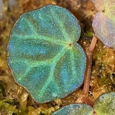 Begonia Sarawak