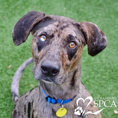 Sacramento SPCA Amazon Store