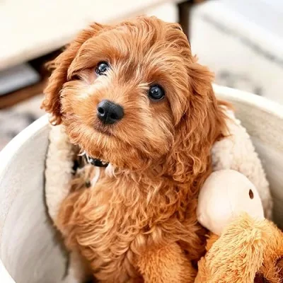 Kobe the Cavapoo