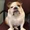 King Bentley the Bulldog’s Store Profile