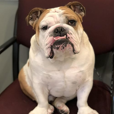 King Bentley the Bulldog’s Store Profile