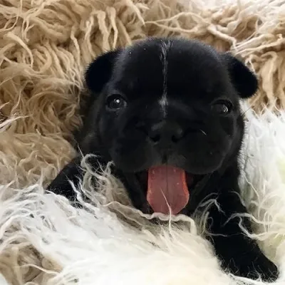 Black Fortress Frenchies