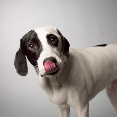 Caesar Says Yes Profile